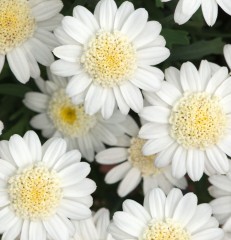Argyranthemum 'Madeira Crested White'